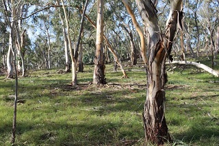 Ben Vincent woodland 320