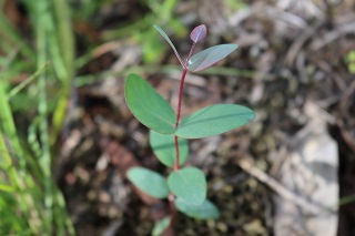 Dalrympleana seedling320