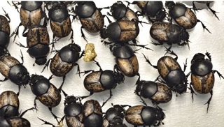 Dung Beetle 29 10