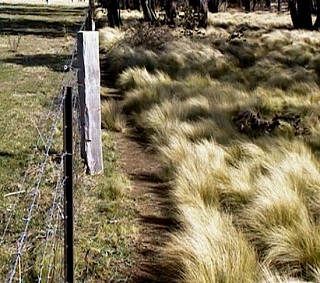 Serrated Tussock fenceline