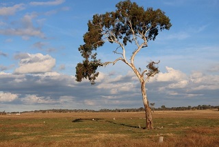 Single paddock tree 320