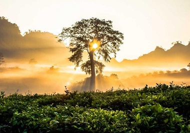 tree vista
