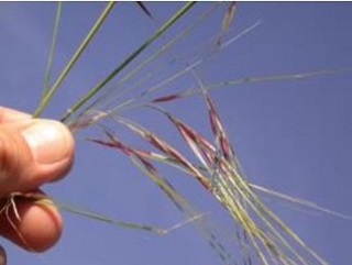 ChileanNeedle Grass1