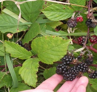 Blackberry Fruit