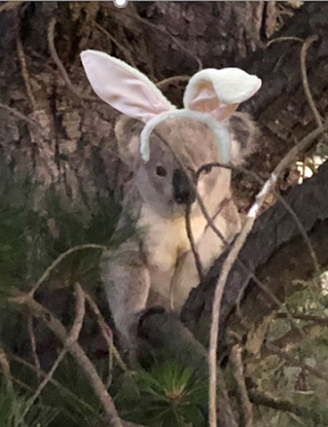 Easter bear 640