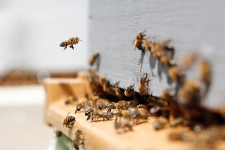 FoBMR working bee