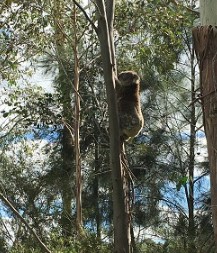 bigkoala
