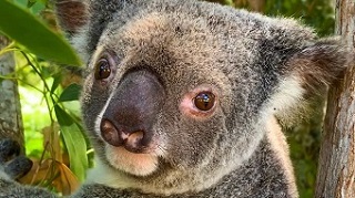 send koala scat