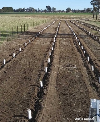 Tree planting by ATG320