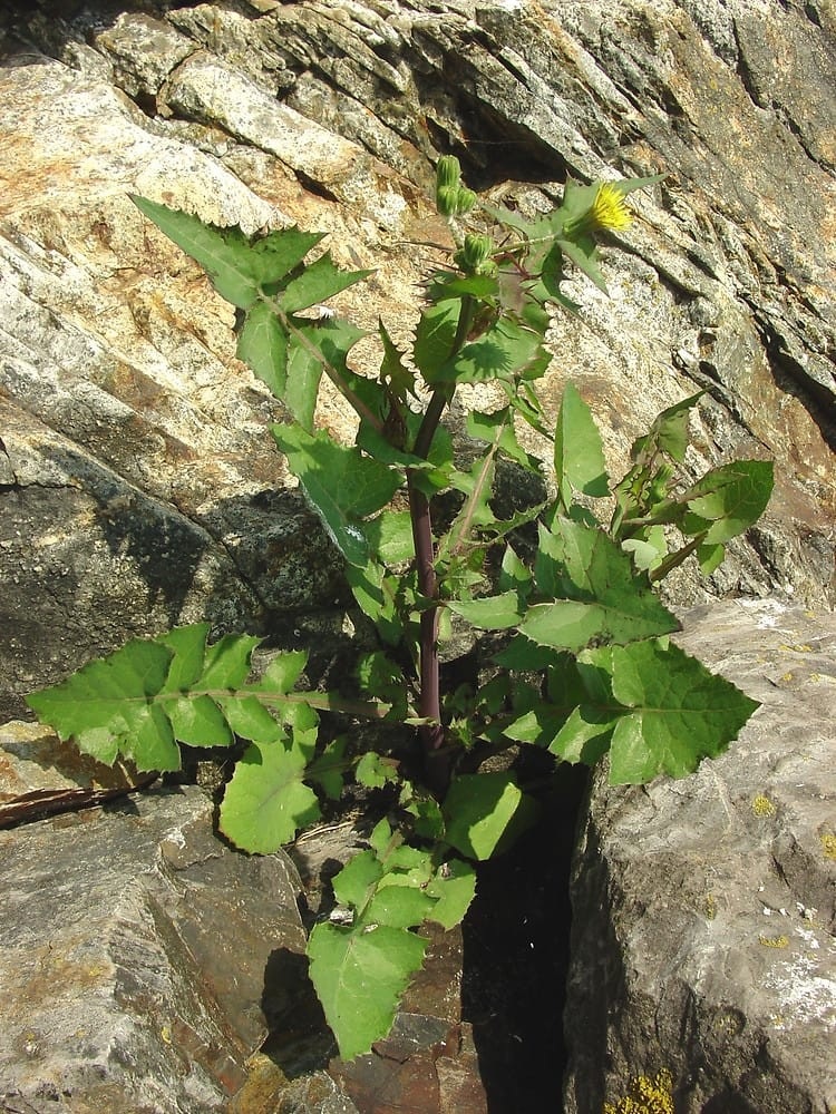 Milk Thistle