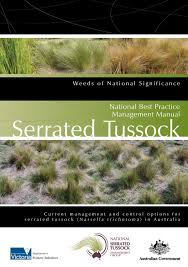 Serrated Tussock