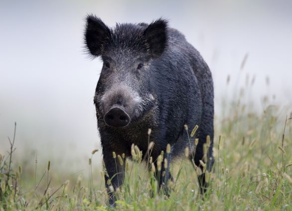 feral pig