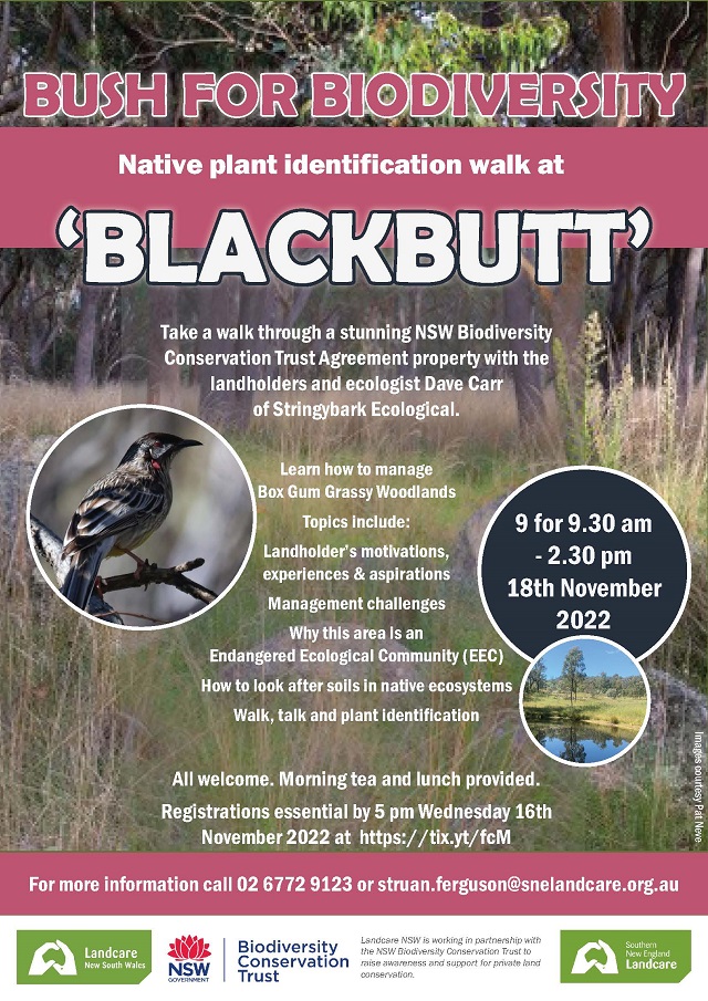 Flier Blackbutt V3 640p