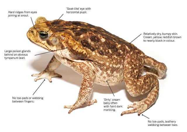 Identifying features of a cane toad Brian Gratwicke 640p