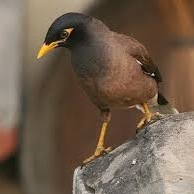 Indian Myna