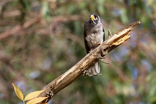 Noisy Miner 1 UNE 002 320p