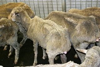 Poor sheep JD symptom 320p