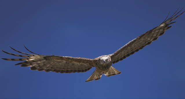 Raptor Photo