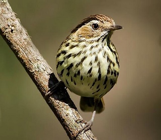 Speckled Warbler Ian Colley planetbirds.blogspot.320