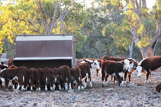 Sacrifice Paddock weaners on feeder