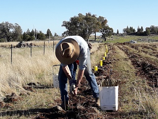 Tree planting Deenyi K Hardy 002 320p