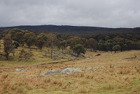 woodland open foregroundRESIZED