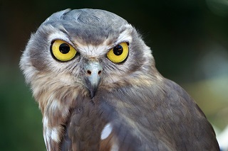 BirdOfPreyCandiceLarkin320