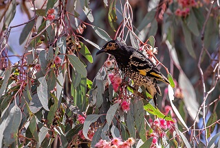 Regent Honeyeater Mugga Ironbark Bundarra320