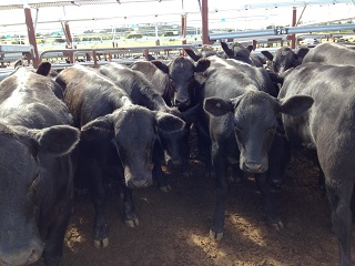 Tenterfield saleyards320