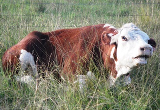 Downer cow 3 day sickness 320