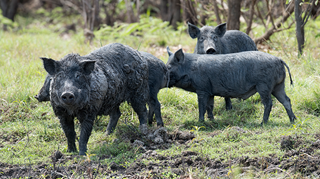 feral pig fi p320