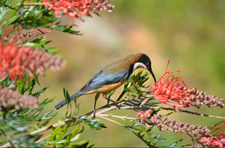 Closing Soon - Armidale Biodiversity Strategy Community Survey closes 14th December 2025