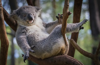 Community Meeting - Give Our Koalas a Helping Hand