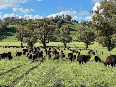 Grazing Management & Feed Budgeting with Dr Judi Earl