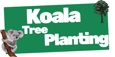 Koala Food Trees Planting
