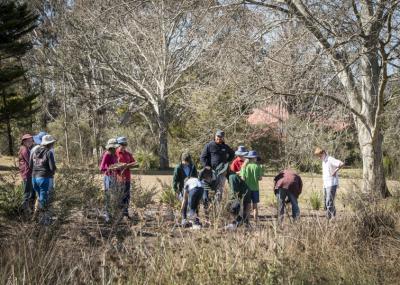 Friends of Black Gully Native Planting & Guided Gully Walk