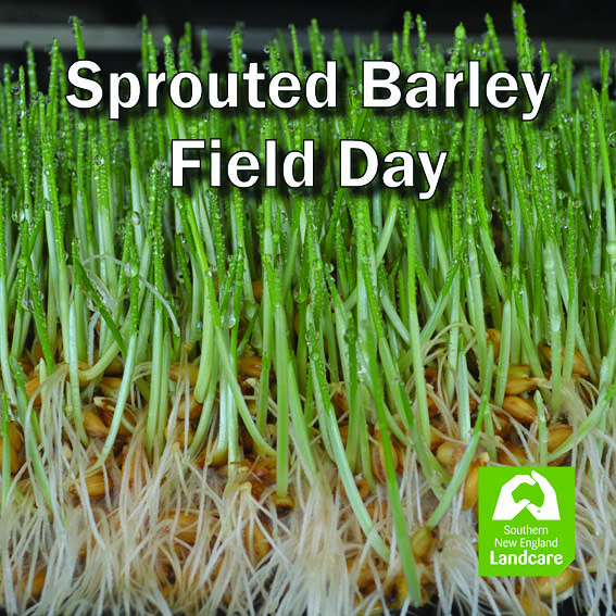 Sprouted Barley as Green Fodder