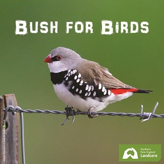 Bush for Birds