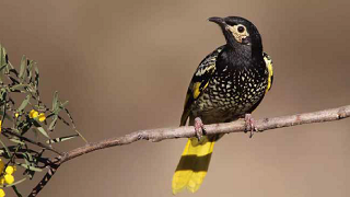 Regent Honeyeater Field Day