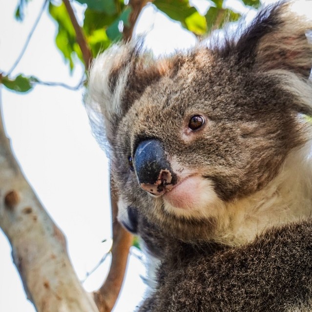 Koalas in the Spotlight