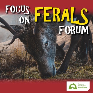 Focus on Ferals Forum